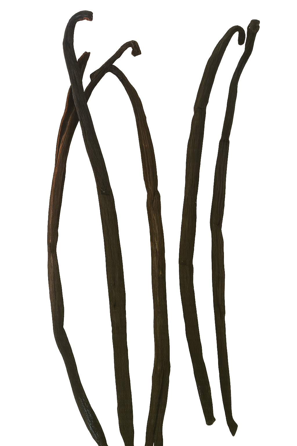 Gousses de Vanille Fraîche – Grade A | Tube de 5 Gousses Premium